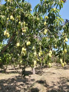 Mango Baum Ataulfo