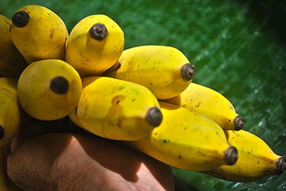 Banane Suwandel