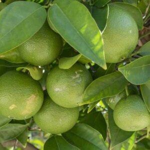 bio limette