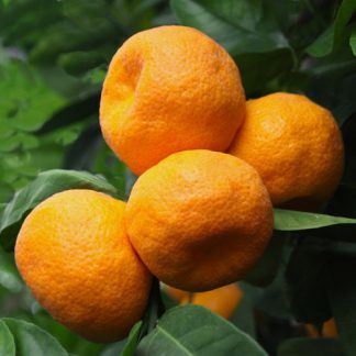Bio Clementine aus Sizilien