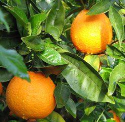 orange navelina
