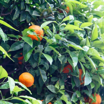 mandarinen bio