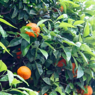 mandarinen wild