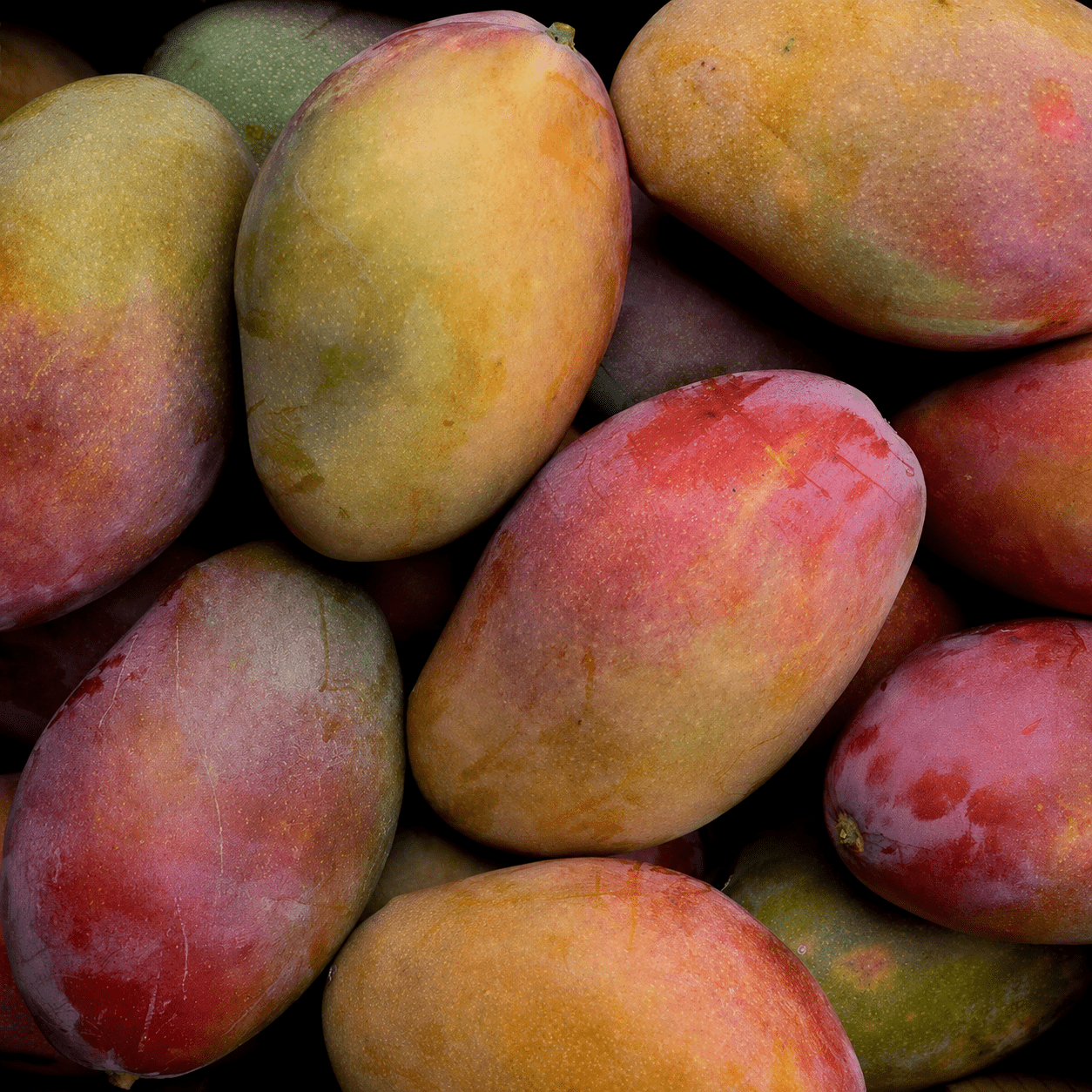 Bio Mango Osteen – aromatisch, saftig und faserarm